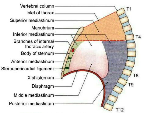 Mediastinum Mediastinum Anatomy, Anatomy Presentation, Books For Medical Students, Skeletal System Anatomy, Thoracic Duct, Anatomy Education, Subclavian Artery, Lung Anatomy, Physical Therapy School