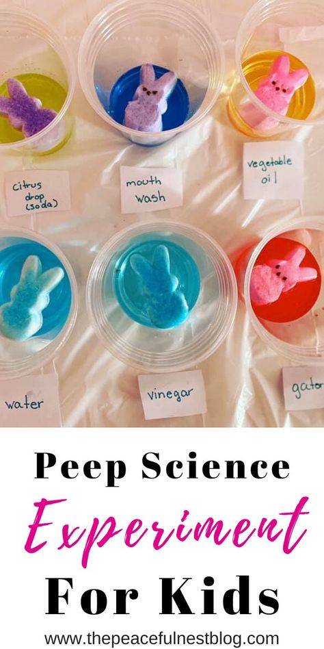 Easter Science Experiments For Kids, Yellow Science Activities For Preschool, Peeps Experiment For Kids, Special Ed Science Experiments, Easter Science Experiments Kindergarten, Peep Experiment For Kindergarten, Science Experiment First Grade, Science Hypothesis Ideas, Working Together Activities Preschool