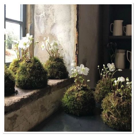 Japanese Moss Balls, Christmas Tables, Orchid Arrangements, Moss Balls, Side Garden, Summer Plants, Root System, Top Soil, Garden Living