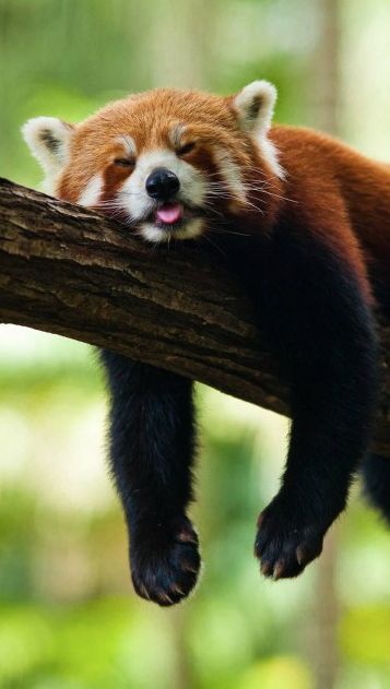 Red Panda Sleeping By Andrew Tallon Red Panda Sleeping, Red Panda Cartoon, Tyre Images, Asian Animals, Lazy Animals, Paint Inspo, Sleeping Animals, Red Pandas, Time Time