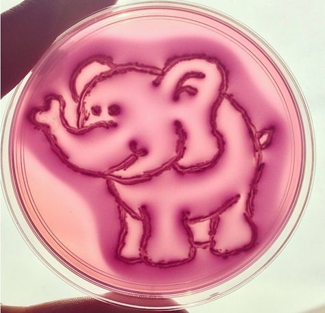 Agar Art Microbiology, Agar Art, Microbiology Art, Lab Aesthetic, Biology Aesthetic, Class Aesthetic, Dish Art, Jelly Art, Biology Resources