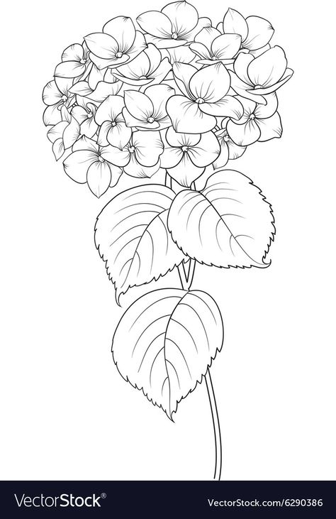 Blooming flower hydrangea Royalty Free Vector Image Hydrangea Drawing, Hur Man Ritar Blommor, Pencil Outline, Painting Plants, Flower Hydrangea, Hydrangeas Art, Flower Line Drawings, Flower Drawing Tutorials, Flower Drawings