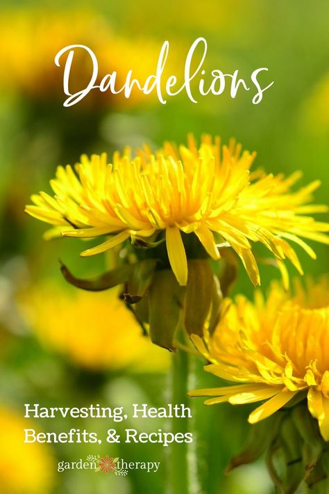 The Surprising Superfood From Your Backyard: Dandelions - Dandelions are some of the most nutritionally dense greens you can eat; far more nutritious than kale or spinach. They are full of vitamins and antioxidants and a half cup of dandelion greens has more calcium than a glass of milk!  #gardentherapy #dandelion Herb Remedies, Herb Magick, Tea Board, Dandelion Benefits, Dandelion Greens, Dandelion Tea, Organized Pantry, Kitchen Witchery, Healing Plants