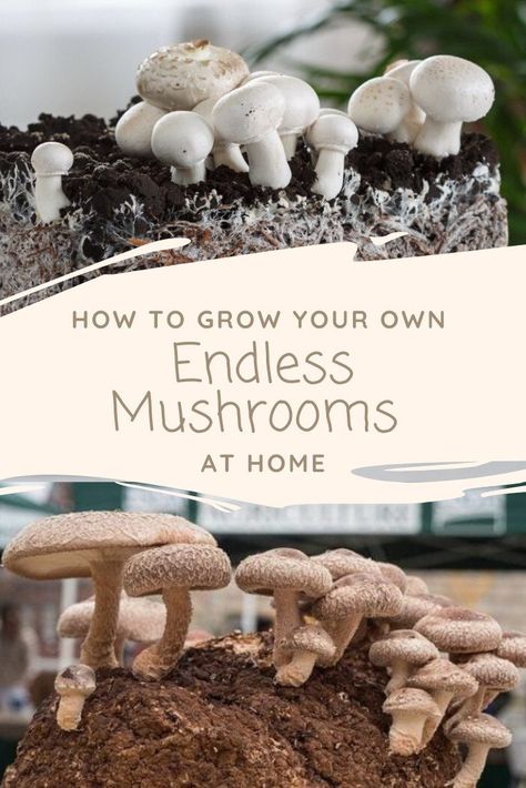 Mushroom Cultivation At Home, Mushroom Planting At Home, How To Grow Mushrooms At Home, How To Grow Mushrooms, Grow Mushrooms, Growing Mushrooms At Home, Mushrooms Growing, Mushroom Growing, Mushroom Cultivation