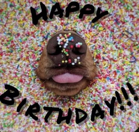 Happy Birthday Dachshund, Arte Dachshund, Birthday Dogs, Happy Birthday Animals, Funny Happy Birthday Images, Funny Happy Birthday Wishes, Birthday Greetings Funny, Happy Birthday Dog, Birthday Wishes Greetings