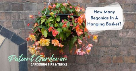 How Many Begonias In A Hanging Basket? - Patient Gardener Trailing Begonias Hanging Baskets, Begonia Hanging Basket Ideas, Begonia Hanging Basket, Tuberous Begonia, Miracle Grow, Big Plants, Hanging Pots, Hanging Basket, All About Plants