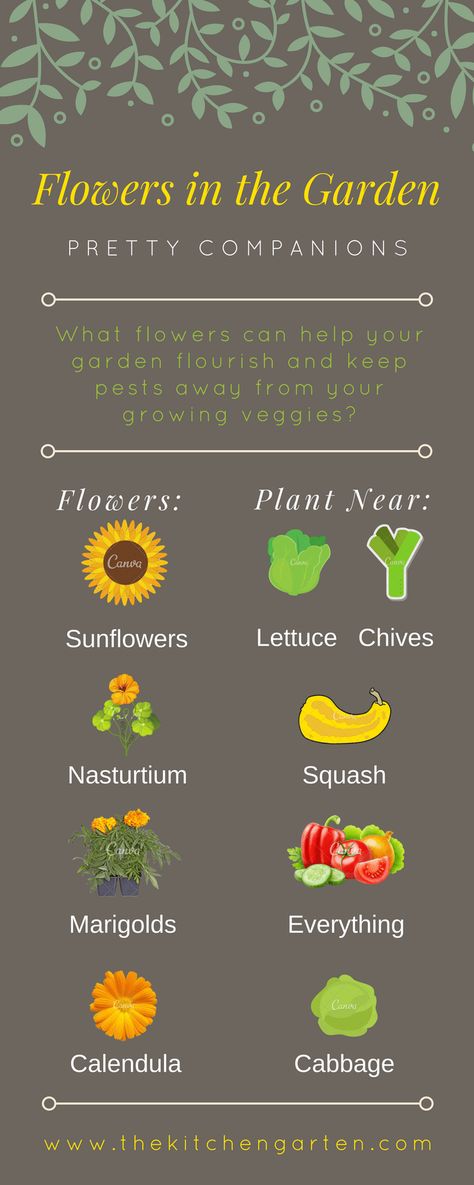 flowers in the garden Veggie Garden Layout, Fall Garden Vegetables, Organic Vegetable Garden, Vegetable Gardens, Home Vegetable Garden, Organic Gardening Tips, Flowers Wallpaper, Organic Vegetables, Garden Layout