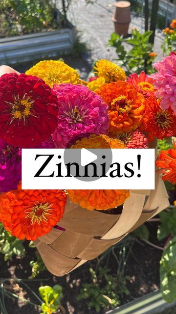 Needmore Farms | Gardening, DIY, and Recipes on Instagram: "Zinnias are some of the easiest, most cheerful flowers to grow 🌸

Hummingbirds and other pollinators love them 🐝 

They can handle the heat and dry temperatures ☀️ 

They are great planted in the ground or used in a planter! Just deadhead as the bloom fades or harvest when they are in their prime for a beautiful bouquet 💐 

If you are planting your zinnias for bouquets, you might want to put some garden trellis netting over them when they are young. As they grow, they will grow through the netting and have straighter stems 

Be sure to have enough air flow and only water the soil to avoid powdery mildew 

#zinnias #flowers #flower #garden #gardening #gardentips #needmorefarms" Zinnias Flowers, Trellis Netting, Flowers To Grow, Handle The Heat, Gardening Diy, Powdery Mildew, Garden Trellis, The Soil, Farm Gardens