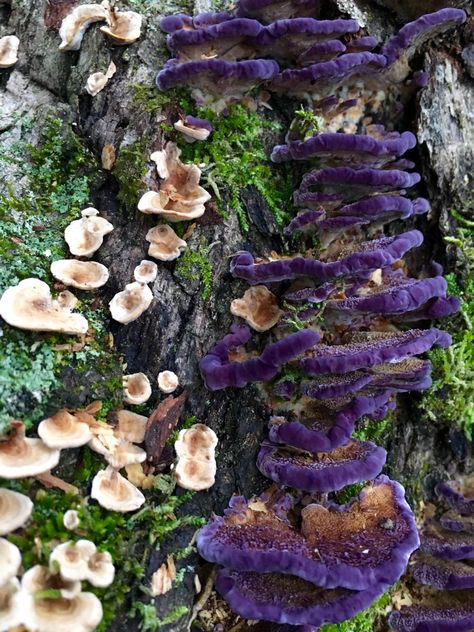 nature fungi mushroom violet toothed polypore trichaptum biforme Mushroom Core, Mushroom Images, Mushroom Plant, Mushroom Pictures, Growth And Decay, Slime Mould, Mushroom Fungi, Violet Color, Mushroom Art