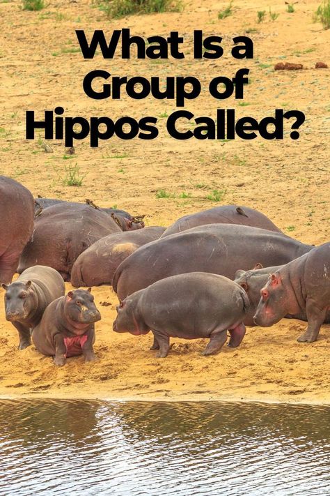 What Is a Group of Hippos Called? Describe The Scene, Hippo Facts, Baby Hippopotamus, Cute Hippo, Hippopotamus, The Scene, A Group, Make Me Smile, Fun Facts