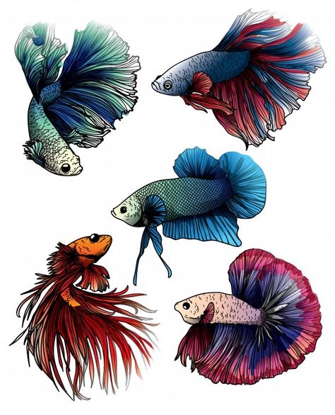 Colorful betta | Premium Vector #Freepik #vector #background #abstract #water #blue-background Betta Fish Drawing, Beta Fish Drawing, Betta Tattoo, Holding Hands Aesthetic, Ikan Laga, Betta Fish Tattoo, Fish Sketch, Drawing Colorful, Hands Aesthetic