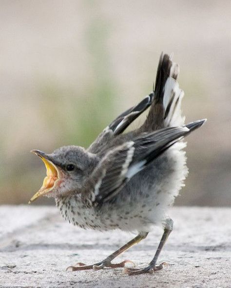 Sv Nordlig härmtrast liquidnight: Hungry Juvenile Mockingbird [Photographer Unknown] Regnul Animal, Kinds Of Birds, Backyard Birds, Bird Pictures, Pretty Birds, Bird Photo, Cute Birds, Little Birds, Small Birds