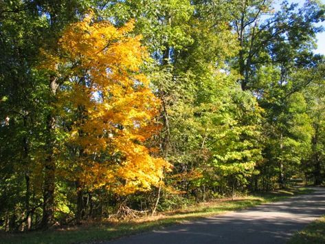 1. Bernheim Forest— Millennium Trail Spa Date, City Activities, Land Between The Lakes, Daniel Boone National Forest, Cumberland River, Red River Gorge, Hiking Trips, Kentucky Home, The Big City