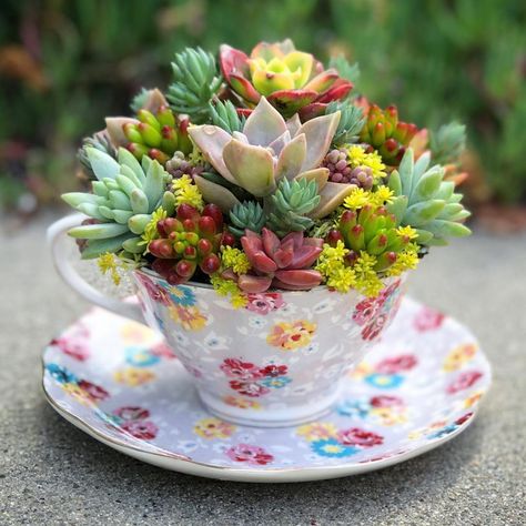 Plants In Teacups, Teacup Succulent Diy, Teapot Succulent Planter, Succulent Tea Cup, Airy Fairy, Plants In Mugs Succulents, Teacup Gardens, Teacup Crafts, Succulent Garden Design