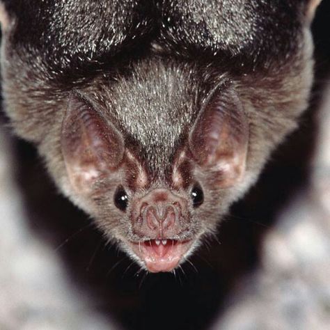 Am I the only one that thinks vampire bats are cute?? Bat Facts For Kids, Bat Facts, Bats For Kids, Bat Species, Bat Art, Cute Bat, Vampire Bat, Facts For Kids, Bd Comics