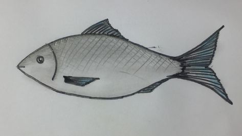 Fish Pictures Drawing, Draw A Fish, Apple Picture, Drawn Fish, Fish Drawings, Realistic Drawings, Pictures To Draw, Easy Drawings, Cute Drawings