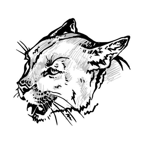 Panther Drawing Sketch, Bobcat Drawing Easy, Bobcat Sketch, Cougar Drawing, School Tshirt Designs Cougars, Cougar Art, Owl Tattoo Drawings, Lion Illustration, Laptop Case Stickers