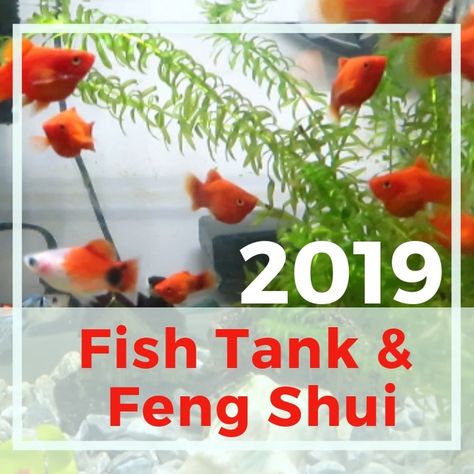 Best place to set up Feng Shui fish tank in 2019 Feng Shui Fish Tank, Focal Point Living Room, Feng Shui Koi Fish, Feng Shui Fish, Large Fish Tanks, Room Feng Shui, Feng Shui Living Room, Feng Shui Principles, Space Clearing