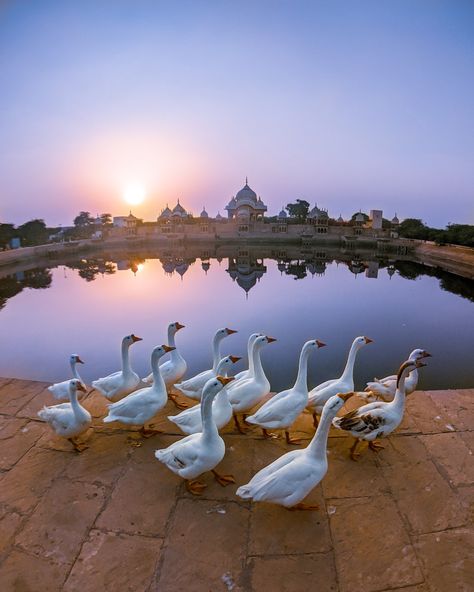 Isn't it lovely how this picture of Kusum Sarovar in Mathura, Uttar Pradesh transports you to an altogether different world full of freshness? With ducks adding to the beauty of sunrays, and cenotaphs reflecting through the surface of water, it looks like a feast to the eyes. #DekhoApnaDesh PC: Star Udyawar ( https://www.instagram.com/starryeyes2054/ ) Kusum Sarovar, Butterfly Fish, Barbie Fashionista Dolls, Different World, Radha Krishna Art, Barbie Fashionista, Cute Wild Animals, Krishna Art, Uttar Pradesh