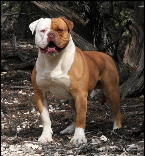 The legend, Stranglehold. Handsome American Bulldog!!! Johnson American Bulldog, Leavitt Bulldog, Dog Breed Quiz, Nice Dogs, American Bulldog Puppies, American Bulldogs, American Bull, Long Toenails, Bully Breeds Dogs