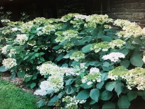 Yard Renovation, Nikko Blue Hydrangea, Hydrangea Arborescens, Hydrangea Garden, Parts Of A Flower, Garden Shrubs, Beautiful Yards, Moon Garden, Garden Nursery