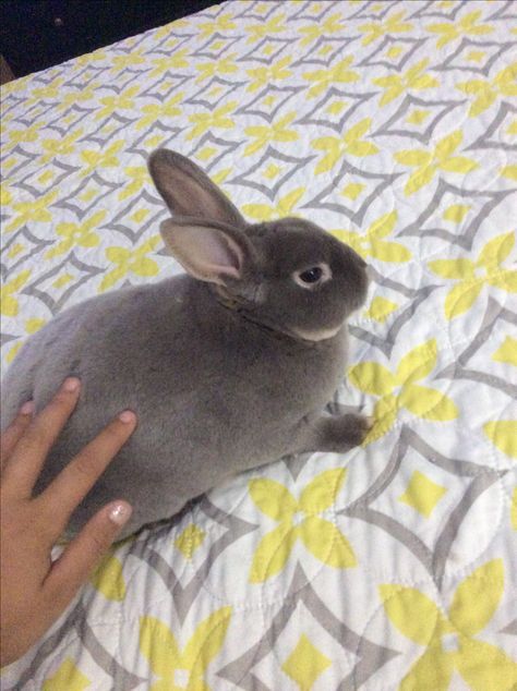 Cute Mini Rex Rex Rabbit Colors, Rex Bunny, Mini Rex Bunnies, Rex Rabbits, Black Rex Rabbit, Pet Bunny Rabbits Mini Lop, Bunny Images, Rex Rabbit, Cute Animals