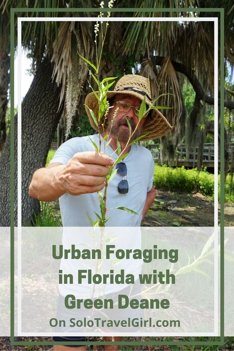 Nibbling Florida's Wild Edibles with Green Deane - Solo Travel Girl Florida Foraging Edible Plants, Florida Edible Plants, Florida Foraging, Best Insect Repellent, Herb Medicine, Urban Foraging, Garden Tricks, Florida Cracker, Edible Weeds