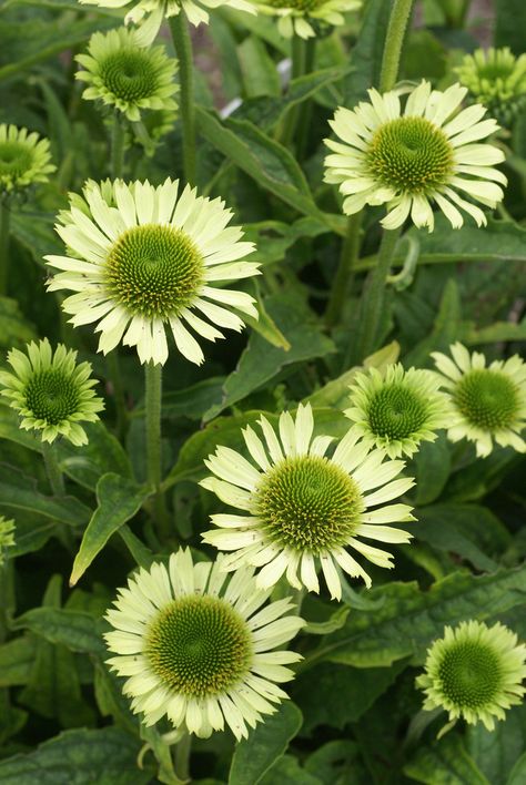 Echinacea ' Green Jewel' Liberty Garden, Summer To Autumn, Indoor House Plants, Prairie Garden, Rainbow Garden, Plant Delivery, Echinacea Purpurea, Border Plants, Mid Summer