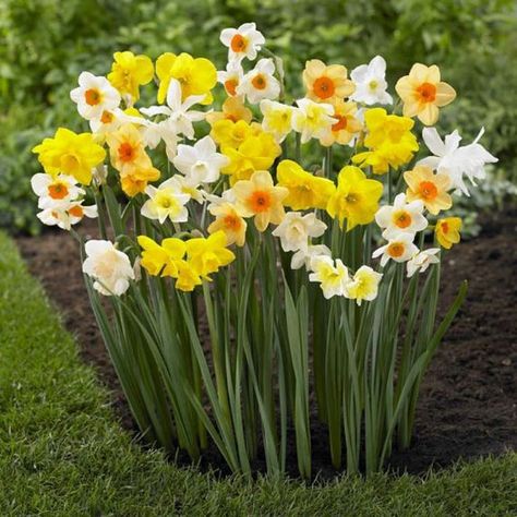 Daffodil Narcissus, Longfield Gardens, Indoor Flowering Plants, Daffodil Bulbs, Daffodil Flower, Patio Plants, Plant Spacing, Garden Borders, Fall Plants