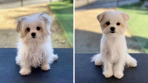 Teddy Bear Dog Haircut Maltese, Havamalt Dog Haircut, Korean Dog Haircut, Dog Haircut Ideas, Morkie Grooming Styles, Morkie Teddy Bear Haircut, Maltese Dog Haircut, Maltese Teddy Bear Haircut, Malshi Haircuts Teddy Bears