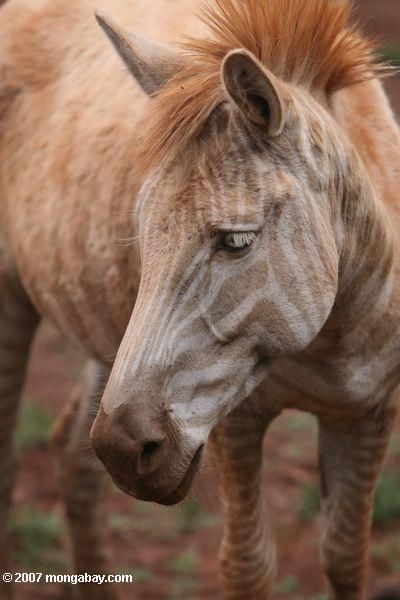 Albino Animals, Most Beautiful Animals, Unusual Animals, All The Pretty Horses, Rare Animals, Pretty Horses, Horse Photography, Horse Pictures, Horse Breeds