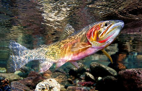 Fly fishing underwater trout photography Brook Trout Cutthroat trout salmon Montana Grayling — FISH EYE GUY UNDERWATER TROUT PHOTOGRAPHY Trout Photography, Fly Fishing Tattoo, Trout Art, Cutthroat Trout, Fly Fishing Art, Steelhead Trout, Salt Water Fishing, Into The West, Brook Trout