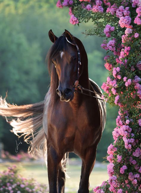 ALL GOOD AVICII - Arabian Sales Online Arabian Horse Aesthetic, Arabian Aesthetic, Arabic Horse, Western Things, Gorgeous Horses, Arabian Stallions, Victorian Paintings, Beautiful Arabian Horses, Show Horse