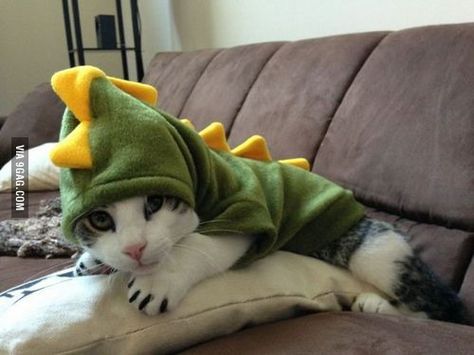 Dinokitten One Direction Cute, Cat Memes Cute, Pinterest Cat, Cats With Hats, Cursed Cat, Dino Costume, Cats In Hats, Cute Cat Pictures, Cute Cat Photos