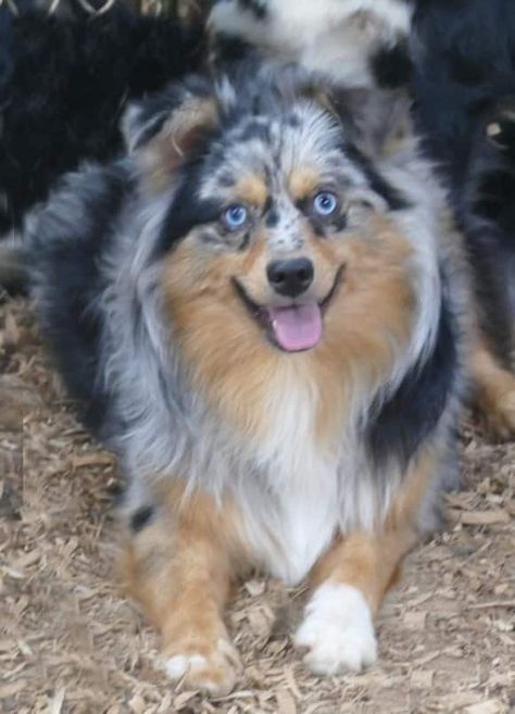 Toy & mini Aussie Puppies under $650- Hughes Toys- Toy & mini aussies Mini Aussie Full Grown, Toy Aussie Shepherd, Teacup Australian Shepherd, Mini Australian Shepherd Puppies, Toy Aussies, Aussie Colors, Mini Aussie Shepherd, Australian Shepherd Colors, Mini Aussie Puppy