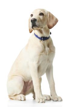 Beautiful labrador retriever isolated on white background #labradorretriever Dog White Background, Labrador Retriever Facts, Labrador Retriever Funny, Animal Photography Wildlife, Labrador Funny, Dog Anatomy, Dog White, Dog Pics, Dog Pets