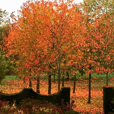 Prunus avium in Autumn Prunus Avium, Well Dressed, Washington, Pins