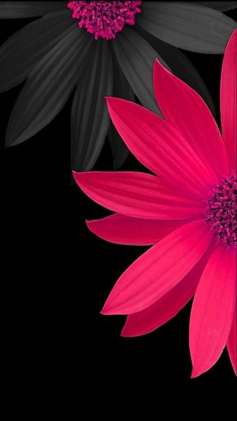 Download Pink Flowers wallpaper by PerfumeVanilla - c5 - Free on ZEDGE™ now. Browse millions of popular lowers Wallpapers and Ringtones on Zedge and personalize your phone to suit you. Browse our content now and free your phone Black And Pink, Black Background, Pink Flowers, Wallpapers, Iphone, Flowers, Pink, Black