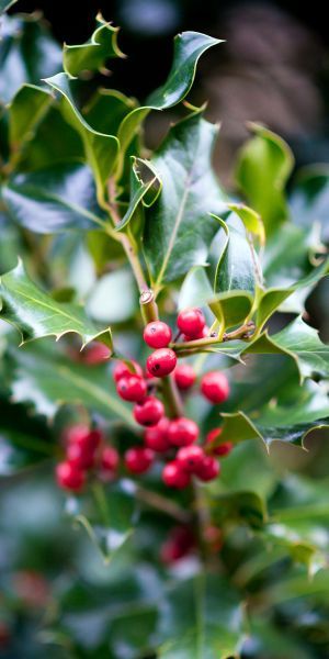 Barberry Bush, Holly Trees, Holly Shrub, Mandarin Tree, Holly Bush, Evergreen Bush, Arborvitae Tree, Broadleaf Evergreen, Fruit Bushes