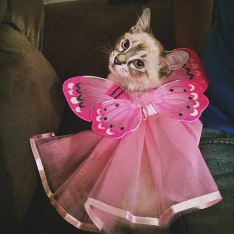 Beautiful Pinks Fairy Kitten, Butterfly Princess, Pink Obsession, Cat Dressed Up, Blue Buffalo, Fancy Cats, Blue Food, Halloween Costume Contest, Cat Fashion