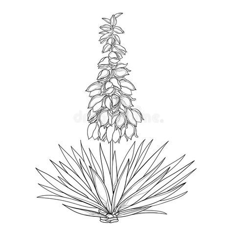 Syringa Flower, Yucca Flower, Desert Tattoo, Yucca Filamentosa, Scene Tattoo, Wood Burning Patterns Stencil, Cactus Drawing, Yucca Plant