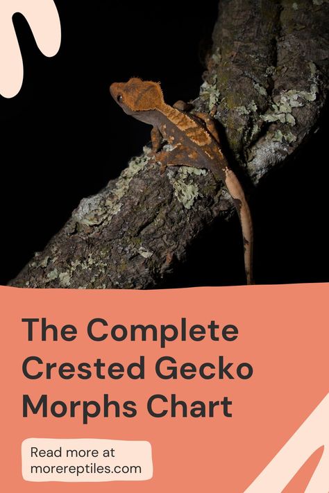 Crested Gecko Morphs Guide, Crested Gecko Morph Chart, Crested Gecko Colors, Crested Gecko Morphs, Gecko Morphs, Pacman Frog, Crested Geckos, Genetic Mutation, Crested Gecko