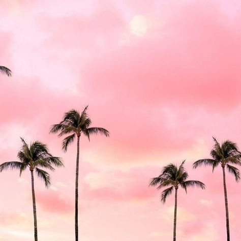 Hot Pink Sunset, Palm Trees Photography, Palm Tree Photography, Murs Roses, Trees Photography, Bedroom Wall Collage, Pink Photo, Picture Collage Wall, Pastel Pink Aesthetic