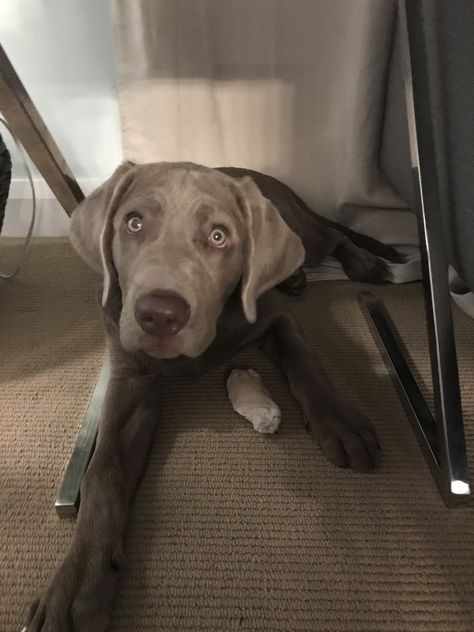 My Silver Labrador Retriever  Puppy, Gandalf Labrador Aesthetic, Grey Labrador, Silver Lab Puppies, Grey Animals, Silver Labrador Retriever, Silver Labrador, Labrador Retriever Puppy, Silver Lab, Dream Dog