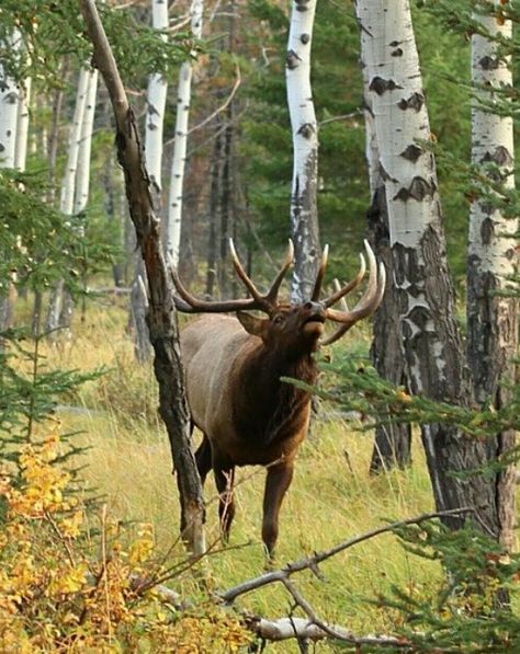 N/A Elk Images, Elk Pictures, Outdoor Pics, Hunting Shop, Moose Hunting, Hunting Stuff, Hunting Pictures, Bull Elk, Trophy Hunting