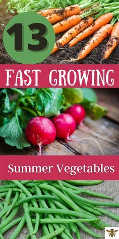 What To Grow In Spring, Best Veggies To Grow In Florida, Easiest Produce To Grow, What To Plant In Summer Vegetable Garden, Summer Veggie Garden, Easy Vegetable Plants To Grow, Best Time To Plant Vegetables, Easy Growing Vegetables, Easy Container Gardening Vegetables