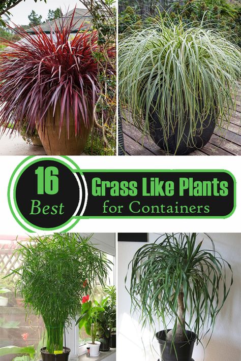 Tall Grass Plants In Pots, What To Plant In Tall Planters, Annual Grasses For Pots, Plants For Tall Pots Outdoor, Ornamental Grasses In Containers, Tall Grasses In Pots, Grasses For Planters, Grass In Pots Outdoor, Tall Patio Plants In Pots