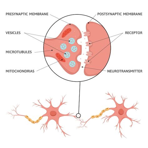 Brain Synapse, Neuron Diagram, Social Media Usage, Digital Artists, Holistic Approach, Neuroscience, Study Tips, Image Illustration, Digital Image