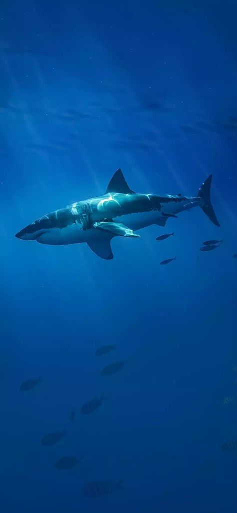 Ocean Life Photography, Shark Wallpaper, Ocean Projects, Shark Photos, Shark Pictures, Android Wallpaper Dark, Shark Art, Animal Portraits Art, Beautiful Sea Creatures