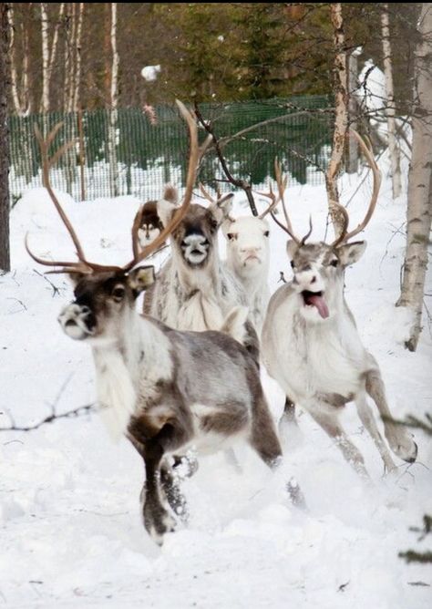 Christmas Facts, Funny Reindeer, Artificial Christmas Trees, The Friday, Winter Animals, Cute Animals Images, Pretty Animals, Year 3, Silly Animals